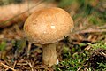 Cortinarius crassus