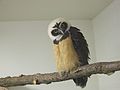 Spectacled owl