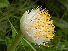 Oreille d'éléphant (Haemanthus albiflos) cultivé