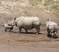 Rhinoceros unicornis / Rinocèros indian