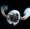 Gastropod with wing-like parapodia and translucent shell