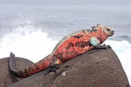 Zeeleguaan (ondersoort Amblyrhynchus cristatus venustissimus van het eiland Española met rode vlekken).