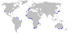 Distribución de Mitsukurina owstoni (en azul)