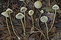 Mycena citrinomarginata