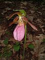 Cypripedium acaule