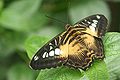 3. Parthenos sylvia, egy ázsiai tarkalepkeféle (javítás)/(csere)