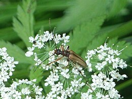 Вусачик-підонія жовта (Pidonia lurida Fabricius, 1792)