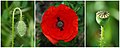 Poster Common Poppy