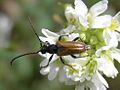 Pseudovadonia livida (Fabricius, 1776) ♂