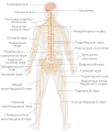 Схема нервової системи людини