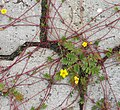 Gänsefingerkraut (Potentilla anserina) mit Kindeln an oberirdischen Ausläufern