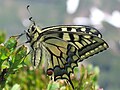 Schwalbenschwanz (Papilio machaon)