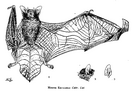 Myotis escalerai