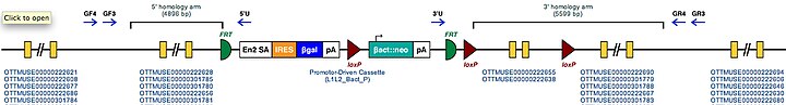 Molecular structure of Speg region with inserted mutation sequence