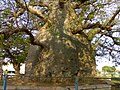 Savanuru Baobab 2