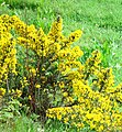 Kałalc (Ulex europaeus)