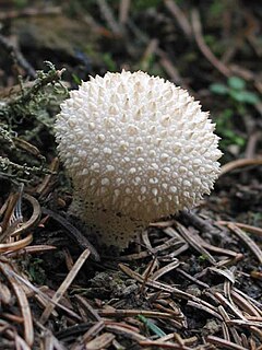 Karpotasis pumpotaukšlis (Lycoperdon perlatum)