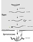 Матричная РНК 4 мая 2007