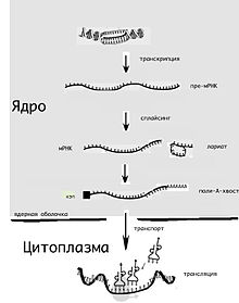 MRNA cycle.jpg