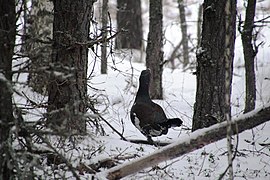 Глухарь заказник "Клязьминско-Лухский"