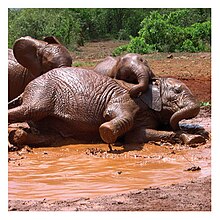 Elephant bath 5.jpg