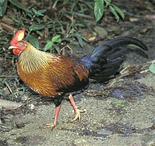 Sri-lanka-junglefowl.jpg