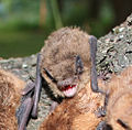 Нетопир пігмей (Pipistrellus pygmaeus)