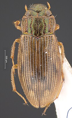 Helophorus minutus Fabricius, 1775