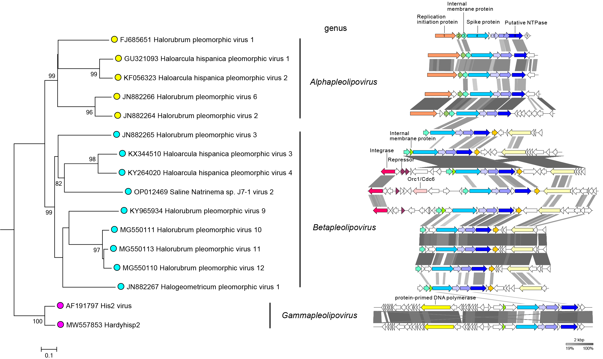 Pleolipoviridae phylogeny and genome structure