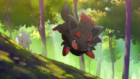 N's Zorua