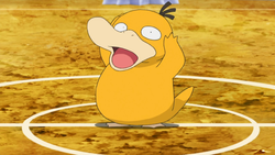 Misty Psyduck.png