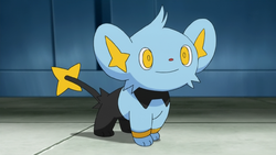 Clemont Shinx.png