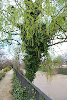 ÁRBOLES SINGULARES DE VALLADOLID