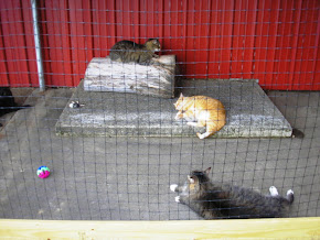 KITTIES ENJOYING THEIR NEW OUTDOOR ENCLOSURE