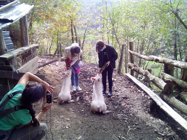 mi hija y su amiga dando un biberón a los cerdos