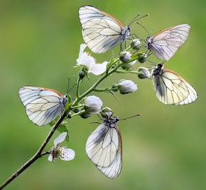 Mariposas blancas