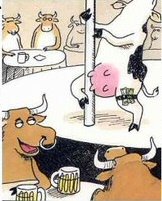 <b>Holstein Humor...</b>