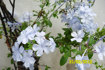 Jasmin del cielo, mi pequeño jardin 2012