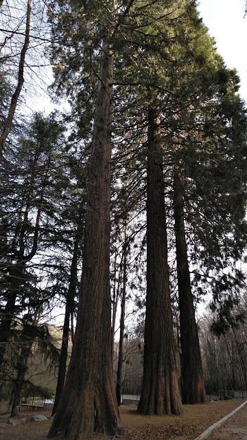 Secuoyas Gigantes Montseny