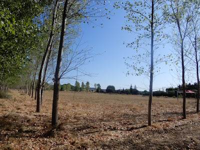 Campo de deportes, antiguas eras, hoy rodeado de árbolessTerre