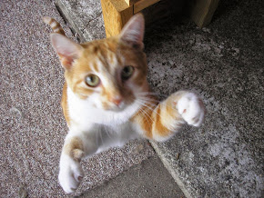 ONE OF MY "CORNFIELD KITTENS" FROM LAST SUMMER - SHE'S GROWN INTO A BEAUTIFUL YOUNG LADY