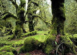 Bosques Encantados