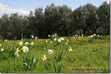 La Selva i fiori 2