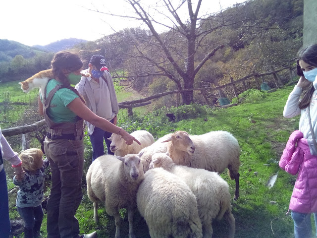 la guía nos habla de sus ovejas