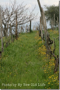 LaSelva Panorami 7