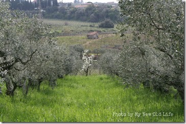 LaSelva Panorami 6