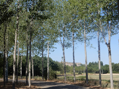 Carretera de entrada al pueblo rodeada de árboles