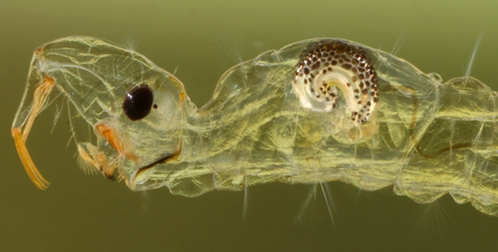 phantom midge larva - Chaoborus