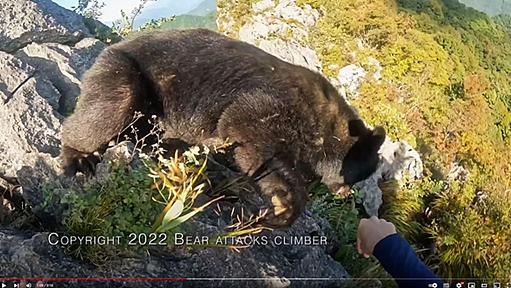 クマが上から飛んでくる衝撃動画「登山中に熊に襲われた」　現場の真相を取材 | PEAKS, 関東