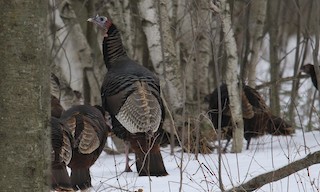  - Wild Turkey